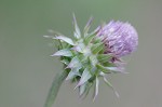 Nodding plumeless thistle