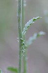 Nodding plumeless thistle