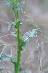 Nodding plumeless thistle