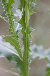 Nodding plumeless thistle