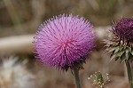 Nodding plumeless thistle