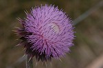 Nodding plumeless thistle