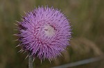 Nodding plumeless thistle