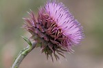 Nodding plumeless thistle