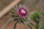 Nodding plumeless thistle