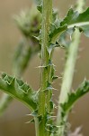 Nodding plumeless thistle