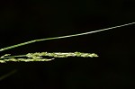 Summer sedge