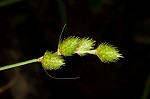 Broadwing sedge