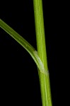 Broadwing sedge