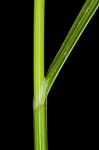 Broadwing sedge