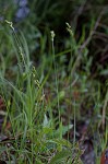 Broadwing sedge