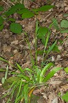 White bear sedge