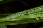 White bear sedge