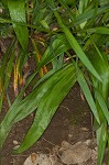 White bear sedge