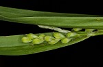 White bear sedge