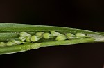 White bear sedge