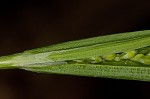 White bear sedge