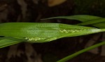 White bear sedge