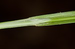 Eastern narrowleaf sedge