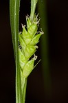 Eastern narrowleaf sedge