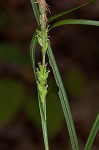 Eastern narrowleaf sedge