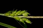 Eastern narrowleaf sedge