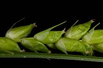 Eastern narrowleaf sedge