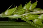 Eastern narrowleaf sedge