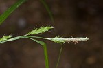 Eastern narrowleaf sedge