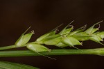 Eastern narrowleaf sedge