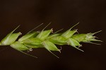 Eastern narrowleaf sedge