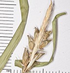 Eastern narrowleaf sedge