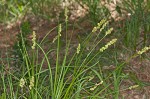 Yellowfruit sedge