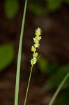 Yellowfruit sedge