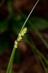 Yellowfruit sedge