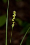 Yellowfruit sedge