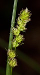 Yellowfruit sedge