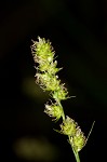 Yellowfruit sedge