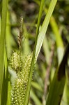 Goldenfruit sedge