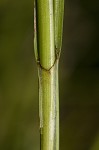 Goldenfruit sedge