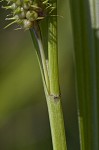 Goldenfruit sedge