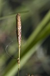 Goldenfruit sedge