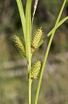 Goldenfruit sedge