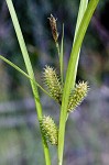 Goldenfruit sedge