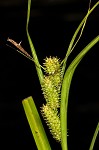 Goldenfruit sedge