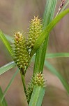 Goldenfruit sedge