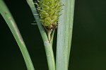 Goldenfruit sedge