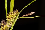 Goldenfruit sedge