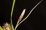 Goldenfruit sedge