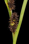 Goldenfruit sedge